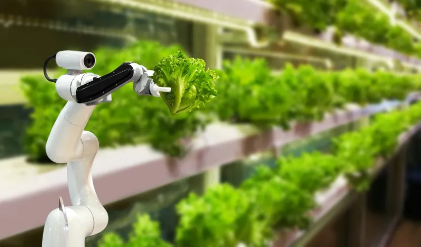 Robot arm holding lettuce in hydroponic factory